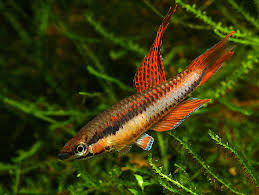 Image result for Aphyosemion