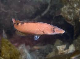 Image result for Labrus mixtus