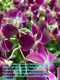 Attēlu rezultāti vaicājumam “Orchidaceae”