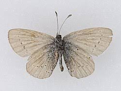 Attēlu rezultāti vaicājumam “Cupido minimus”