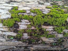 Attēlu rezultāti vaicājumam “Hypnum cupressiforme”