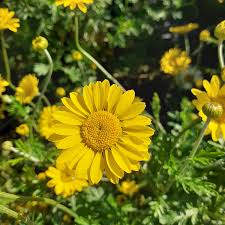 Attēlu rezultāti vaicājumam “Anthemis tinctoria leaf”
