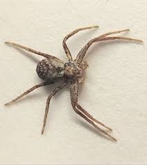 Attēlu rezultāti vaicājumam “Philodromidae”