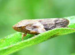 Attēlu rezultāti vaicājumam “Aphrophora alni”