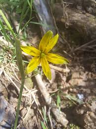 Attēlu rezultāti vaicājumam “Gagea lutea flower”
