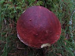 Attēlu rezultāti vaicājumam “Boletus pinophilus”