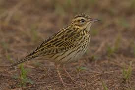 Image result for Anthus gustavi