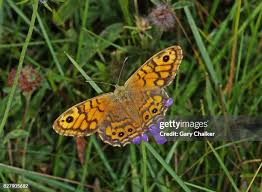 Attēlu rezultāti vaicājumam “Lasiommata megera female”