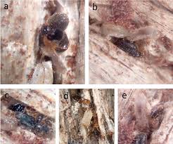 「カリーナ・モク DARKER THAN BLACK -黒の契約者-」の画像検索結果