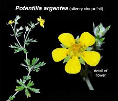 Attēlu rezultāti vaicājumam “Potentilla argentea flower”