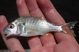 Image result for Leiostomus xanthurus