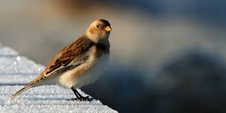 Attēlu rezultāti vaicājumam “Plectrophenax nivalis adult”