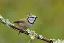 Attēlu rezultāti vaicājumam “Lophophanes cristatus”