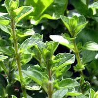 Image result for Origanum majorana