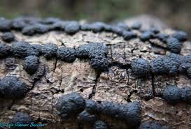 Attēlu rezultāti vaicājumam “Hypoxylon multiforme”