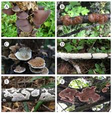 Attēlu rezultāti vaicājumam “Elmerina caryae”
