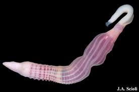 Attēlu rezultāti vaicājumam “Amaurochaete sp.”