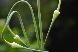 Attēlu rezultāti vaicājumam “Allium holandicum bud”