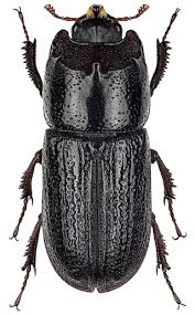 Attēlu rezultāti vaicājumam “Sinodendron cylindricum male”