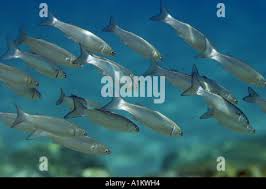 Image result for Liza aurata