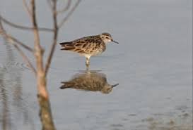 Image result for Calidris subminuta