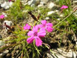 Image result for Dianthus carthusianorum