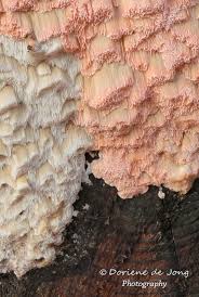 Attēlu rezultāti vaicājumam “Rhodonia placenta”