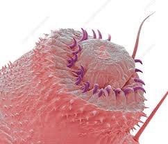 Attēlu rezultāti vaicājumam “Grapholita funebrana larva”