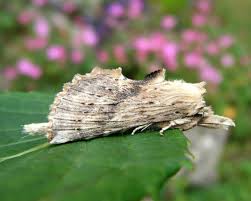 Attēlu rezultāti vaicājumam “Pterostoma palpina”