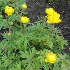 Image result for Trollblume