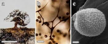 Attēlu rezultāti vaicājumam “Didymium sp.”