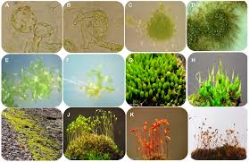 Attēlu rezultāti vaicājumam “Funaria hygrometrica sporophyte”