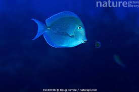 Image result for Acanthurus coeruleus