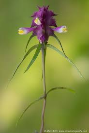 Attēlu rezultāti vaicājumam “Melampyrum cristatum”