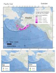 Image result for Gadus macrocephalus