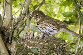 Attēlu rezultāti vaicājumam “Turdus philomelos nest”