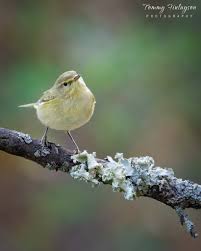 Image result for Phylloscopus ibericus