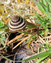 Attēlu rezultāti vaicājumam “Scardia boletella pupa”
