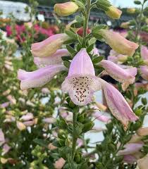 Attēlu rezultāti vaicājumam “Digitalis purpurea flower”