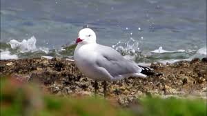 Image result for Larus audouinii
