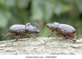 Attēlu rezultāti vaicājumam “Oryctes nasicornis male”