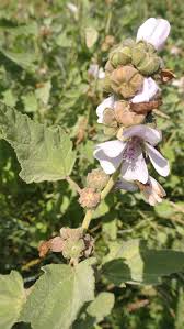 Image result for Althaea officinalis