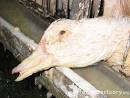 FOIE GRAS | Liberation BC