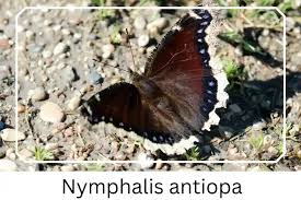 Attēlu rezultāti vaicājumam “Nymphalis antiopa underside”