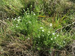 Attēlu rezultāti vaicājumam “Sagina nodosa”