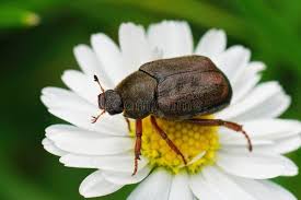 Attēlu rezultāti vaicājumam “Hoplia graminicola”