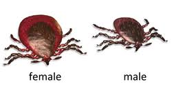 Attēlu rezultāti vaicājumam “Ixodes male”