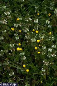 Attēlu rezultāti vaicājumam “Lamium album flower”