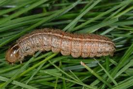 Attēlu rezultāti vaicājumam “Apamea ophiogramma”