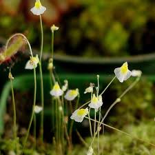 Attēlu rezultāti vaicājumam “Utricularia minor flower”